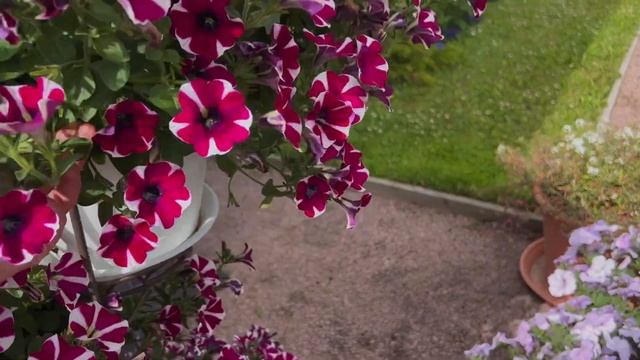 Мои петунии 2022 ? вегетативные и семенные - обзор сортов ? +SUB смотреть онлайн