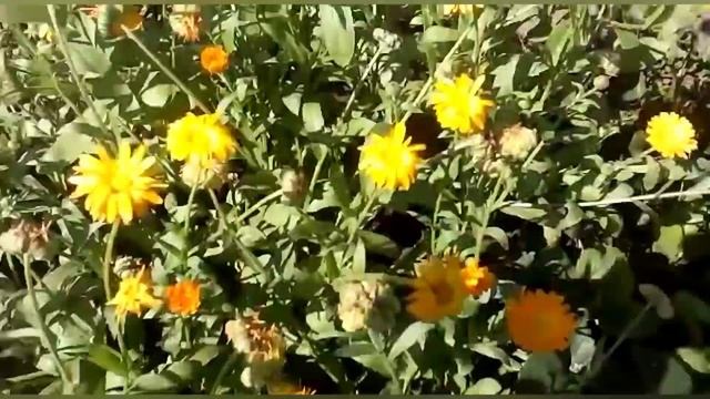 Такая разнообразная и полезная календула смотреть онлайн