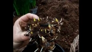 Калла от посадки до цветения, важные условия.