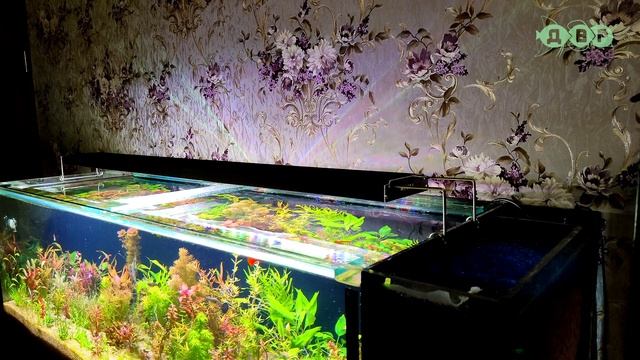 АКВАРИУМ 300 литров с встроенным САМПОМ! смотреть онлайн