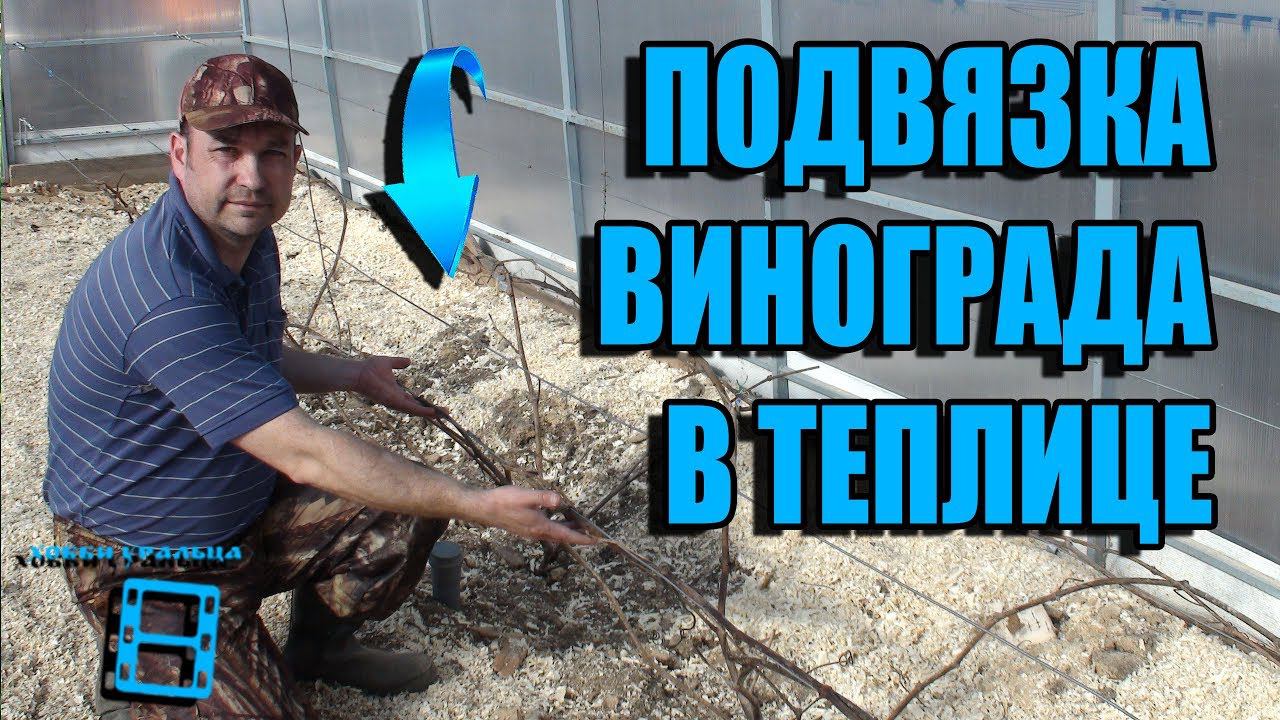 ПОДВЯЗКА ВИНОГРАДА К ШПАЛЕРЕ В ТЕПЛИЦЕ. ВЫРАЩИВАНИЕ ВИНОГРАДА В ТЕПЛИЦЕ. СЕВЕРНЫЙ ВИНОГРАДНИК смотреть онлайн