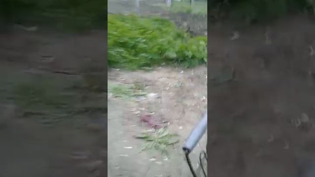 У нас родились котята! смотреть онлайн