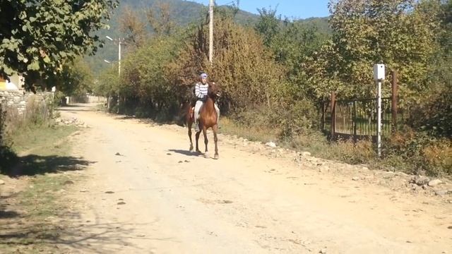 pankisi / შამუსი / Arabian Horse / Арабский Лошадь / არაბული ცხენი смотреть онлайн