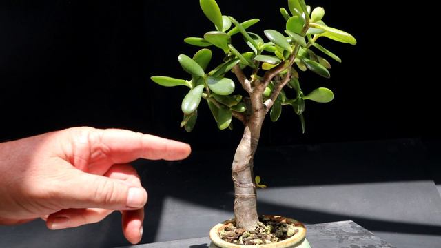Succulent Sunday Plus the Porsche 911, The Bonsai Zone, June 2023 смотреть онлайн