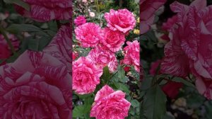 ~Очень стойкие и красивые двухцветные розы ♥️🌹Ред Интуишн и 💖Пинк Интуишн 🌹~