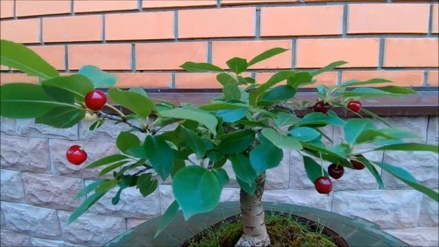 2020 лето Бонсай вишня кудрявая Сurly cherry смотреть онлайн