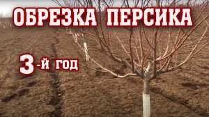 Правильная обрезка персика ⧸ 3-й год после посадки ⧸ опытный участок