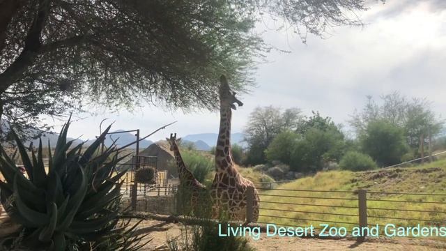 Палм Спрингс. Лучшие места. Palm Springs. смотреть онлайн
