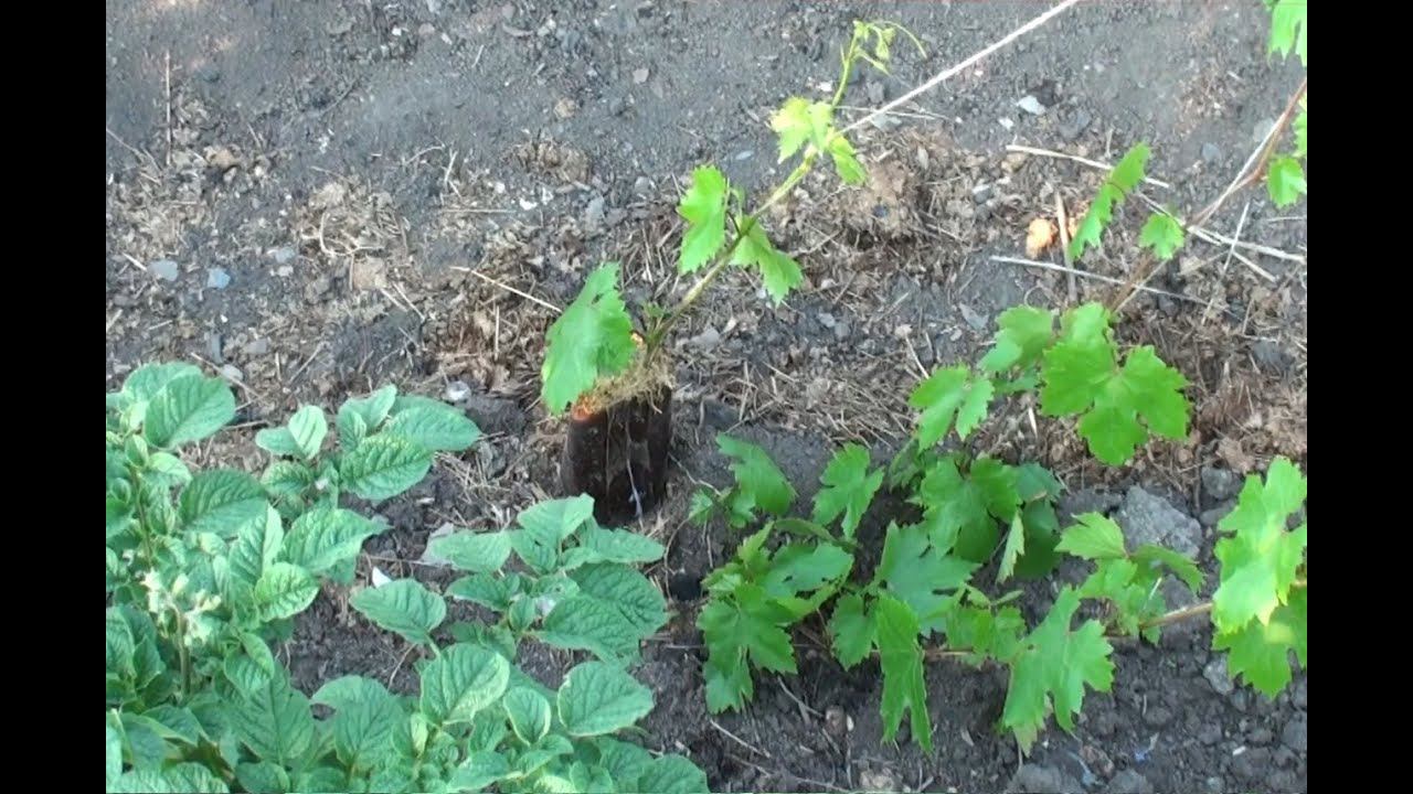 Воздушные отводки, как гарантия сохранения сорта. Виноградник на 16 07 2014 . Air slips. смотреть онлайн