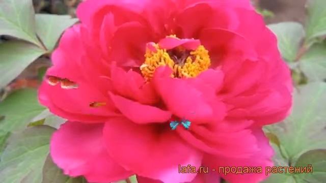 Пион древовидный Пурпурная бабочка в золоте ? обзор: как сажать, саженцы пиона смотреть онлайн