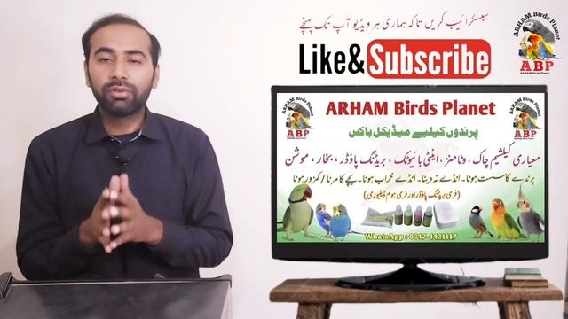 Best Bird for Business in Future (Budgies, Love Birds, Java finch) in Urdu by |Arham|., Video. 390 смотреть онлайн
