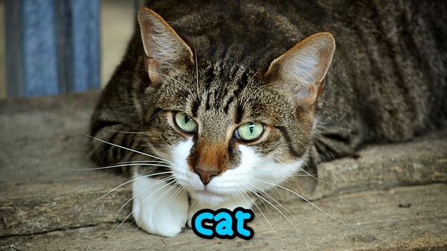 Learning Pet Names for Children - First Words for Toddlers, Babies, Kindergarten, Kids смотреть онлайн