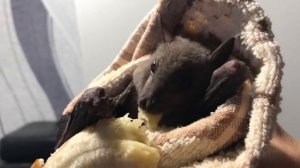 Прелестная летучая лиса кушает банан беря его крылом,  а летучие мыши питаются насекомыми.