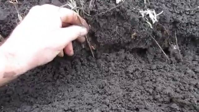 Советы Для Огорода