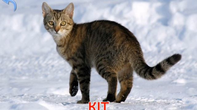 малыш учит животных изучаем с Мишей домашнi тварины смотреть онлайн