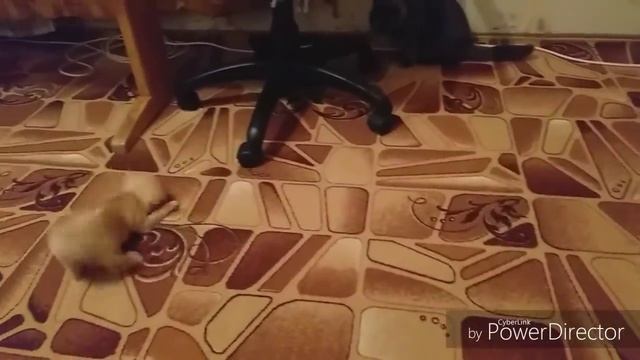 КУПИЛИ ЩЕНКА ЧИХУАХУА /знакомство с кошкой смотреть онлайн