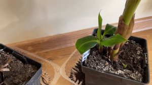 Болеет БАНАН | Сохнут листья банана | Банан дома