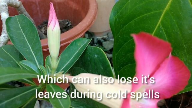 Adenium Obesum Plant || Dwarf Kalachuchi