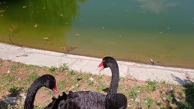 Женский монастырь Иконы Божией Матери "ВСЕЦАРИЦА" смотреть онлайн