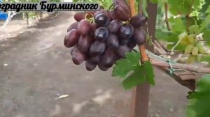 НОВИНКА!!! ГФ. Винограда ШЕЛКОВИЧНЫЙ (Калугин В.М.).