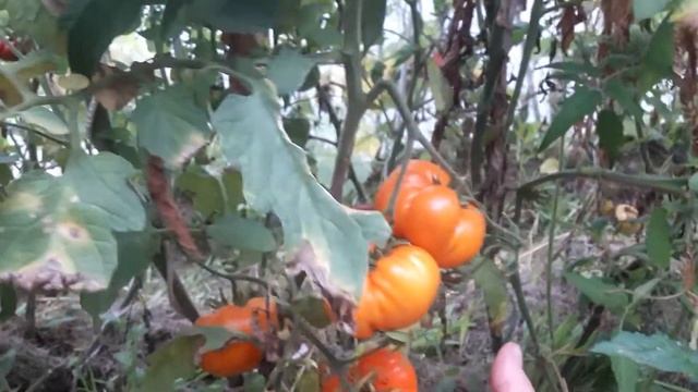 ???ТОМАТ ((( НЕМЕЦКАЯ ОРАНЖЕВАЯ КЛУБНИКА))) смотреть онлайн