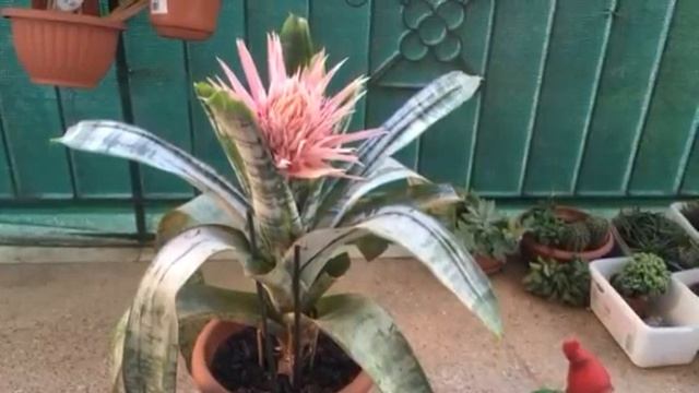 Комнатные растения. Цветение эхмеи. смотреть онлайн