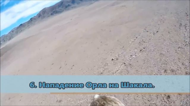 Жуткие нападения Орла на людей и животных снятых на камеру. Орел в деле. смотреть онлайн