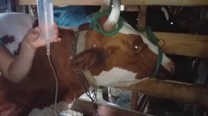 Система,корове.