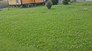 Косим газон из клевера, получаем плотную зелёную лужайку.