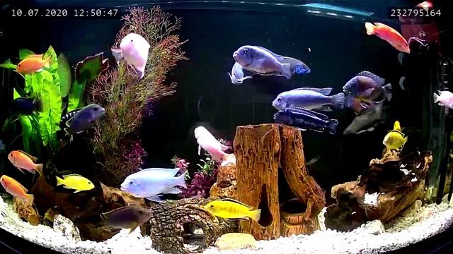 Цихлиды смотреть онлайн