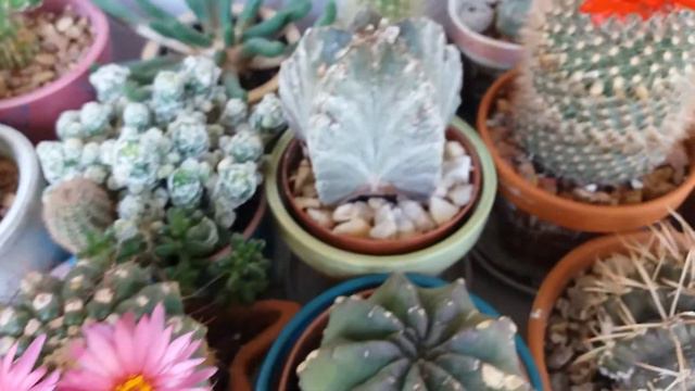 Расцвели КАКТУСЫ (Parodia)