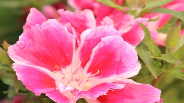 Facts about Godetia Flower смотреть онлайн