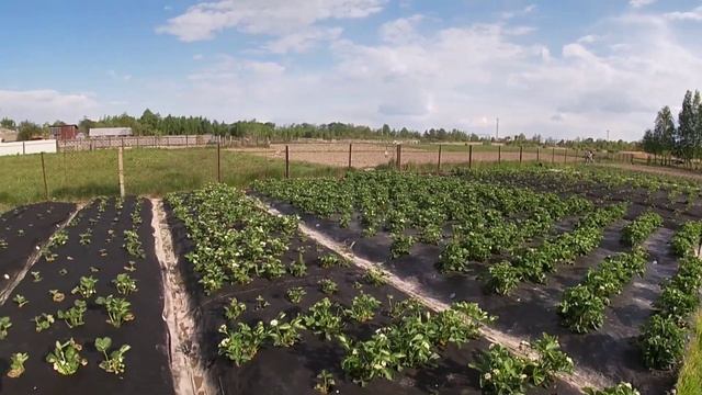 ТОП-3 причини посадити полуницю на соломі/Вирощування полуниці на Поліссі смотреть онлайн