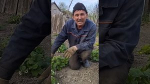 Сорт клубники Виктория! ?