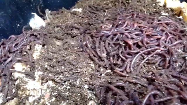 Red Wrigglers смотреть онлайн