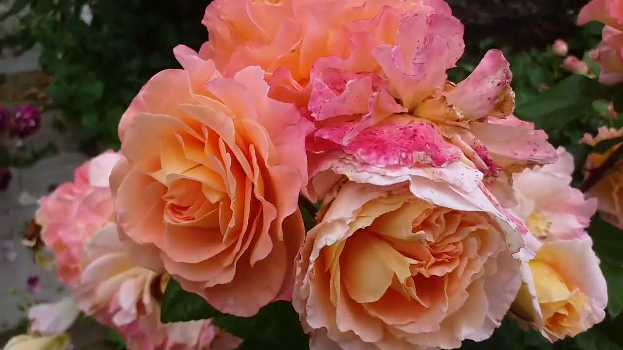 2+2 Плетистые и чайно-гибридные. Летний обзор 13 июля смотреть онлайн