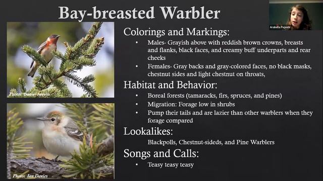 Bird Chat: Arabella Pajoohi: Basics of Warbler ID in the Northeast смотреть онлайн