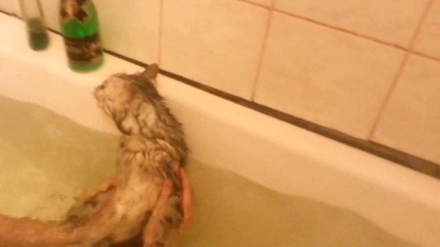Купаем кота смотреть онлайн