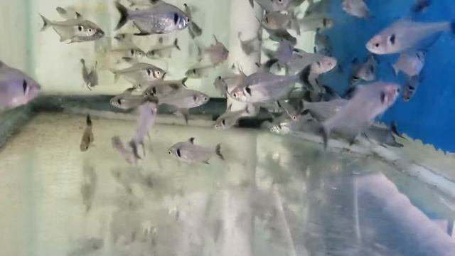 Tetra Black Phantom смотреть онлайн