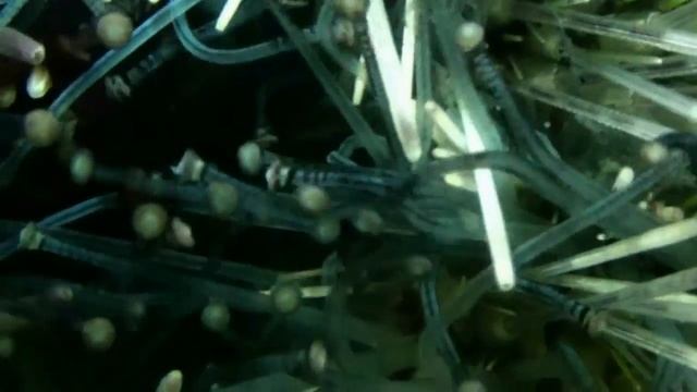 Морской еж Диадема длинноиглая (Diadema savignyl) смотреть онлайн