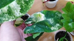 Комнатные растения . Обзор филодендронов !!