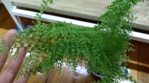 Комнатные растения. Цветы растут и радуют !Обзор комнатных цветов.