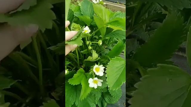 Клубника цветёт.Важная подкормка! ? Доп. информация в закреплённом комментарии. смотреть онлайн