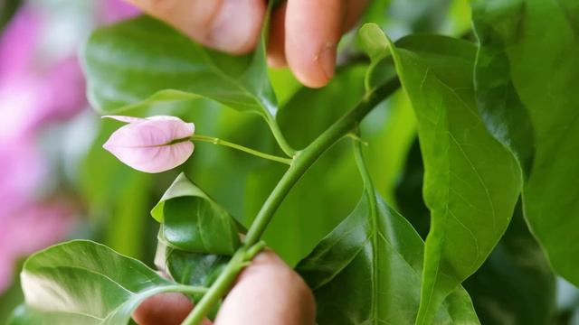 Prendersi cura della Bougainvillea: 5 motivi per cui non fiorisce! смотреть онлайн