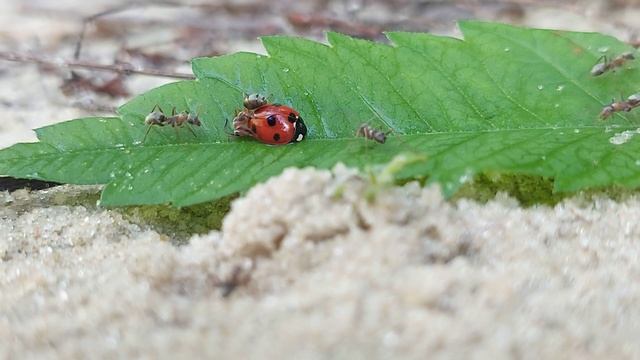 МУРАВЬИ против БОЖЬЕЙ КОРОВКИ ANTS vs LADYBUG смотреть онлайн