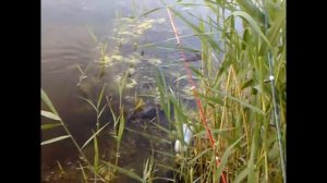 Водяная крыса на рыбалке