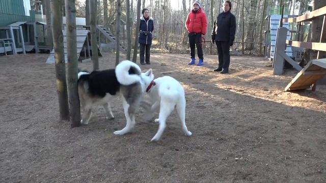 Догтренинг 135. Особенности игр акит - борьба сумо смотреть онлайн