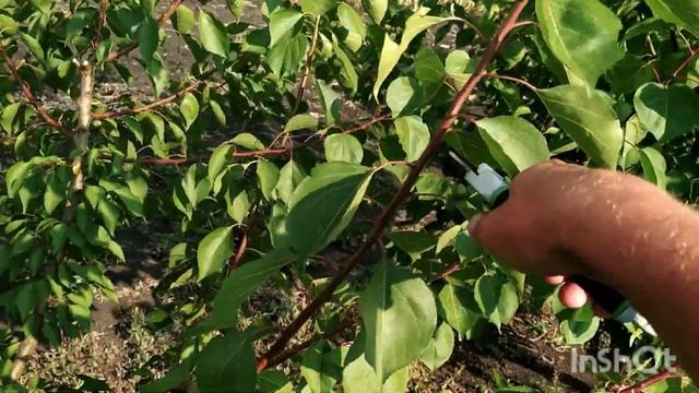 Летняя обрезка абрикоса. смотреть онлайн