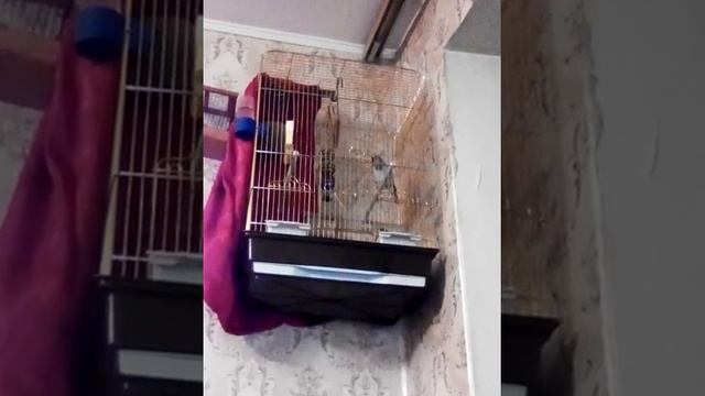 Седоголовый щегол и зелёная самка. г Москва. смотреть онлайн