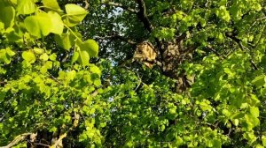 ПЕРВАЯ ПРОВЕРКА ЛОВУШЕК. ЛОВЛЯ РОЕВ 2022.⬇️⬇️⬇️